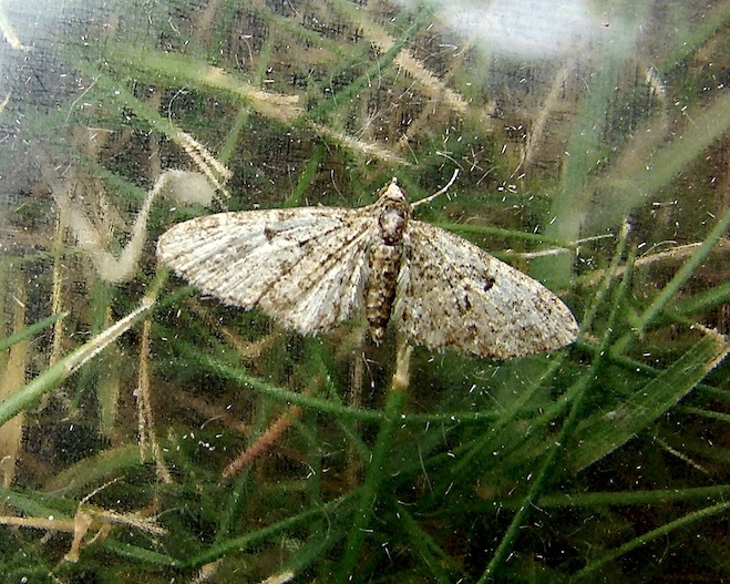 slender pug